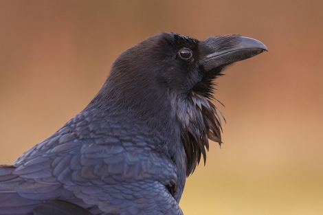 Holló (Corvus corax)